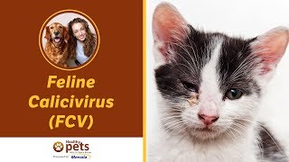 Dr. Becker Discusses Feline Calicivirus (FCV)