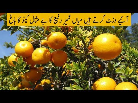 Citrus Farming in 134 murad...Mian Umair Rafi.most  hardworking farmer