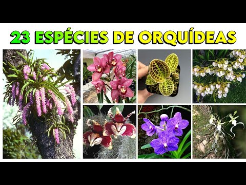 , title : '23 ESPÉCIES DE ORQUÍDEAS PARA IDENTIFICAÇÃO NOMES CIENTÍFICOS / #Orquídea #Orchid'