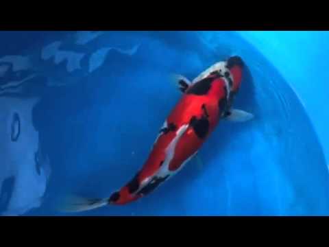 D Showa 01 - www.koito.eu