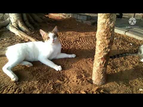 Cat's🐱 Enjoy the Songs I Funny Video #Sorts #Yasirzaman