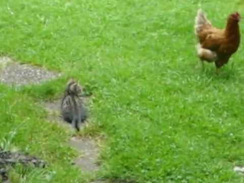 cat catches chicken