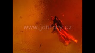 Druhohorní jantar z Myanmaru JKI-12