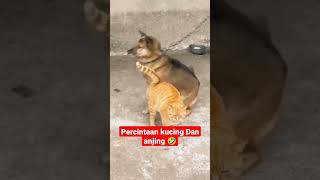 Download lagu persilangan hewan anjing dan kucing #shorts #shortsvideo #viral mp3
