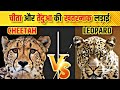 तेंदुआ और चीता की सबसे खतरनाक लड़ाई World 