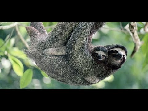 Fakten über Faultiere