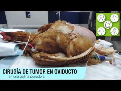 , title : 'gallina con tumor en oviducto. Celomitis y adenocarcinoma transmural'