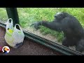 SMART Chimp Asks Zoo Visitors For Drink | The Dodo