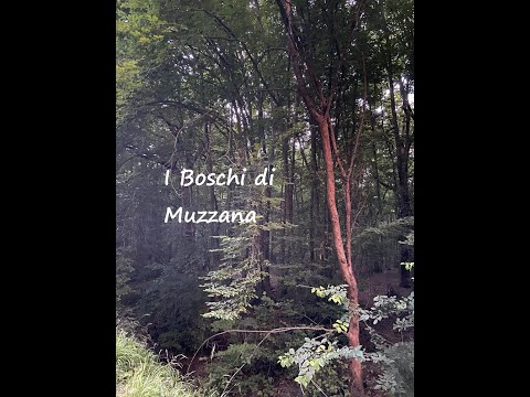 Bosco Muzzana del Turgnano