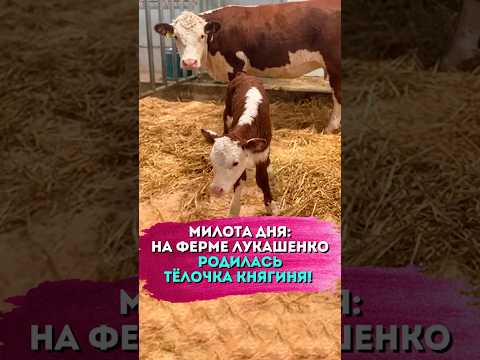 На ферме Лукашенко появилась настоящая Княгиня – милые кадры!