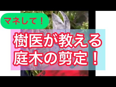 秋に剪定する果樹はどれ？庭師が教えるメンテナンス成功の秘訣！  庭園