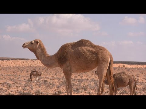 How do camels adapt to the desert environment