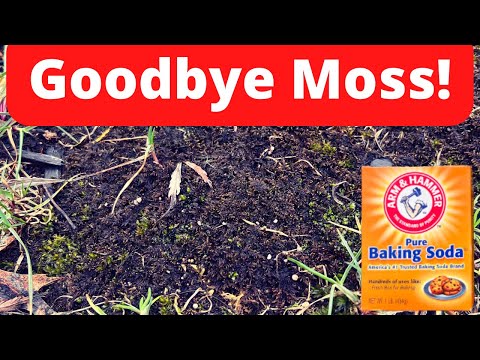 The CHEAPEST Method to Kill Moss