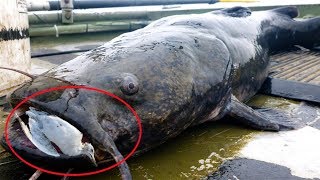 9 Fish That Hunt Land Animals