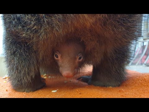 Wombat Nachwuchs streckt erstmals Nase aus dem Beutel