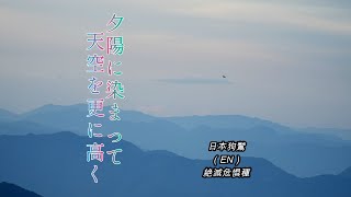 琵琶湖に沈む夕日をめざして Aiming for the sunset over Lake Biwa