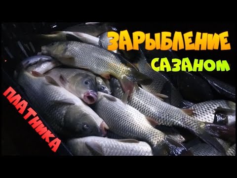 ЗАРЫБЛЕНИЕ / ЗАРЫБЛЕНИЕ ПЛАТНОГО ВОДОЕМА / ЗАРЫБЛЕНИЕ САЗАНОМ / ЗАРЫБЛЕНИЕ В КРЫМУ.