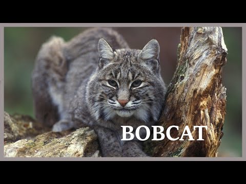 Bobcat scream hidden in the forest.