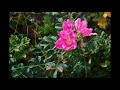 6 hours of Celtic Medieval Fantasy Songs and Ballads.. Game music. Fantasy music by Andrei Krylov.