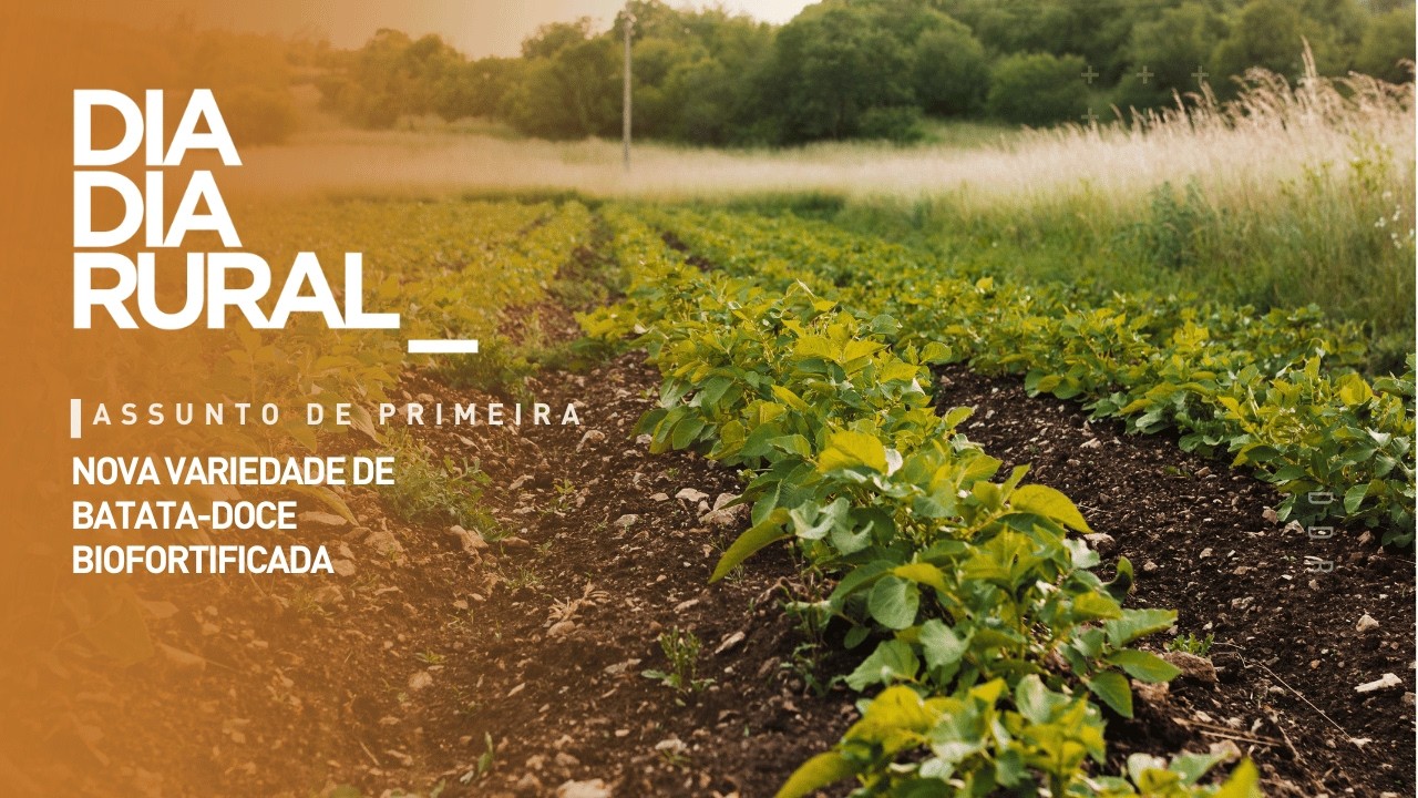 Nova variedade de batata-doce biofortificada