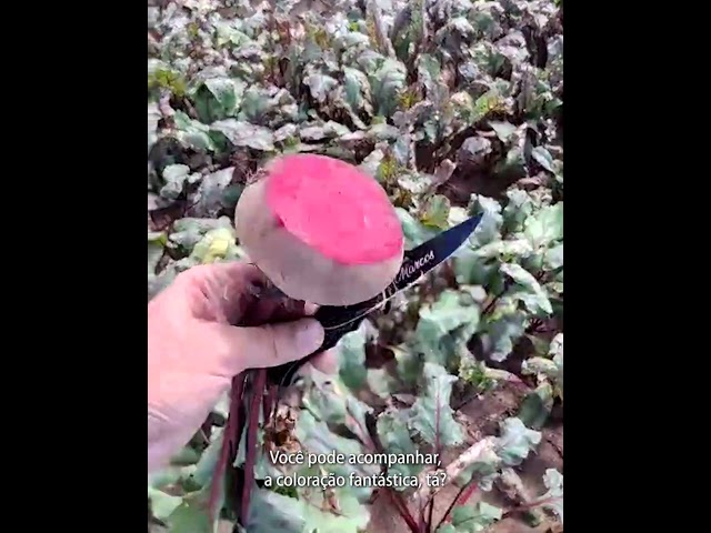 Beterraba Merlot: Alta Produtividade no Verão e Inverno!