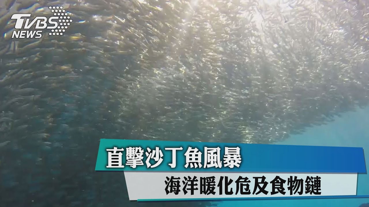 直擊沙丁魚風暴 海洋暖化危及食物鏈