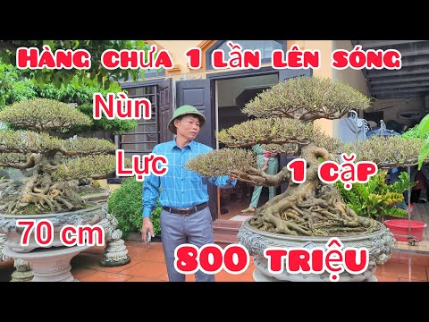Bất ngờ với đôi trực cổ lùn lực cao 70 cm giá công khai 800 triệu còn sót lại cho anh em siêu tầm