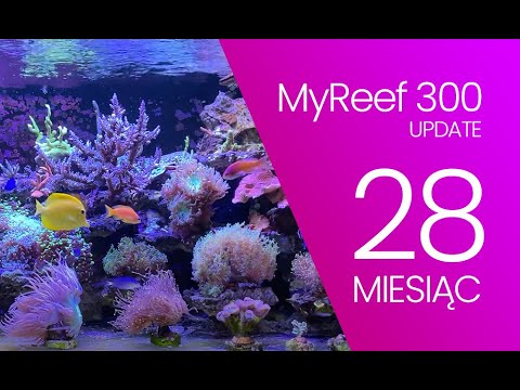 (173) MyReef 300 / Update / 28 miesiąc - Akwarium morskie - Reef aquarium