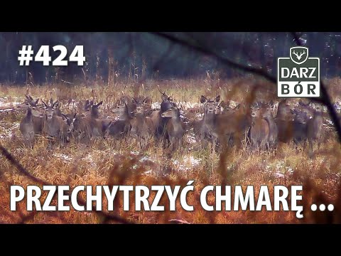 Darz Bór odc. 424 Przechytrzyć chmarę ...