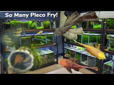 どこでもプレコフライ！ロングフィン、スーパーレッド、ブルーアイレモン、魚室の一日 #27