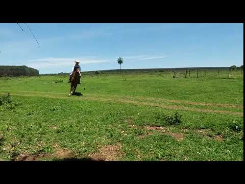 Cavalo Quarto de Milha (Apolo)