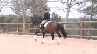 Disparition de l'étalon Maestro