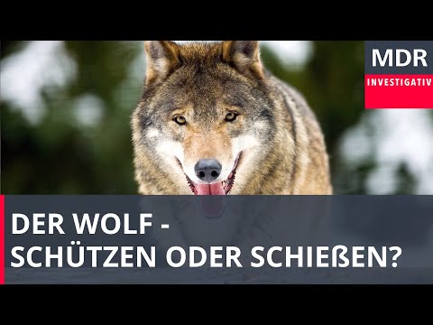 Wolf - Schützen oder schießen?