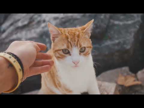 A Brief History of Cats