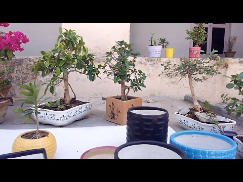 Update about ceramic shallow bonsai pot and plants