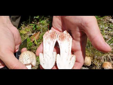 Svamp för alla - Rodnande flugsvamp, Amanita rubescens 0