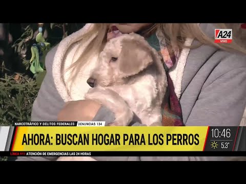 👉🏻 RESCATARON a los perros de NARCOS y ahora le buscan hogar 🐕