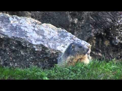 Alpine Marmot (Marmota marmota)
