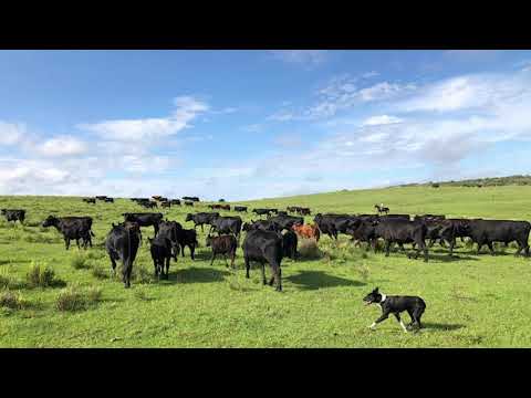 Tec  Agr  Andrés Irulegui, Productor ganadero del departamento de Durazno y Cerro Largo