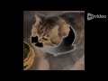 HERE KITTY YOU CAN HAVE CHEESE BURGER EFFECTS HYTFR7T1 CSUPO
