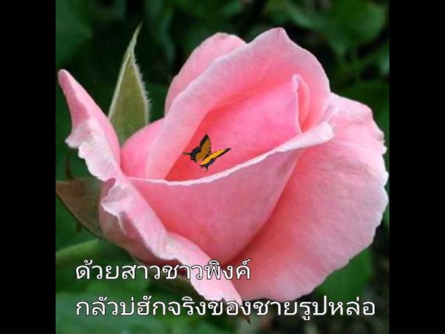 กุหลาบเวียงพิงค์ - อรวี สัจจานนท์