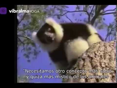 Earthlings - Trailer (subtítulos en español)