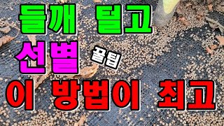 들깨망했어요. 그리고 이럴때 털어야 일이 3배는 빨라져요. 들깨말리는방법