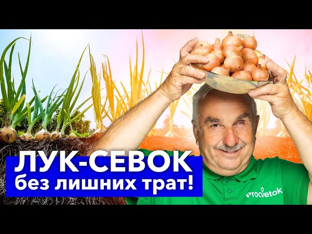 ЛУК-СЕВОК БОЛЬШЕ НЕ ПОКУПАЮ! Почти бесплатно получаю много отличных луковиц за один сезон