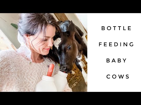 , title : 'Feeding a Bottle Calf | Preventing Scours with Apple Cider Vinegar'