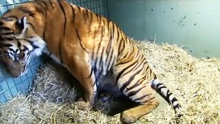 Naissance de deux tigres jumeaux en direct - ZAPPING SAUVAGE