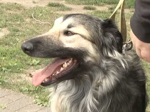 download lagu mp3 mp4 Windy City Rescue, download lagu Windy City Rescue gratis, unduh video klip Windy City Rescue