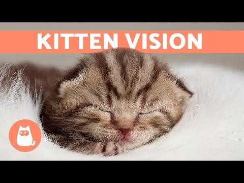 When do Kittens Open Their EYES After Birth? 🐱 Find Out Here!