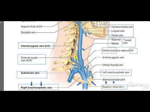 Internal Jugular Vein 3