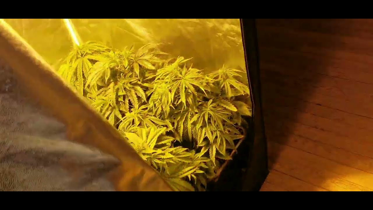 Culture indoor 600w HPS vs 600w LED mars hydro LE PASSAGE EN FLORAISON